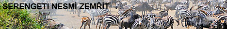 www.serengetinesmizemrit.cz